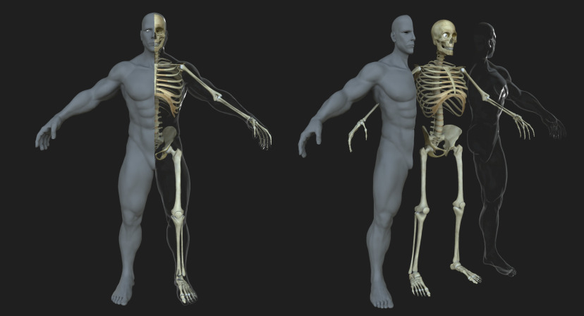 skeletonshell.jpg